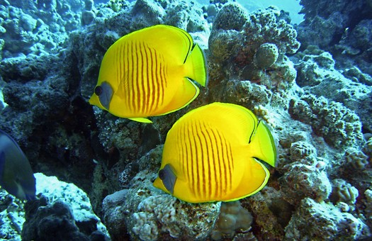 Makadi bay